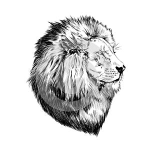 Lion proud, face in profile photo