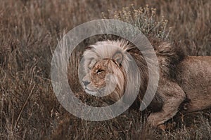 Lion prowling in South Africa Safari