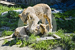 Lion pubs, Olomouc Zoo