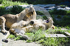 Lion pubs, Olomouc Zoo