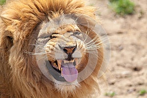 Lion pulling a funnny face. Animal tongue and canine teeth.