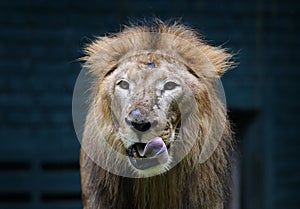 A Lion reacts at the zoo area in Kuala Lumpur