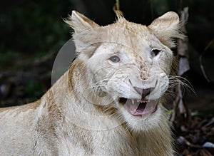 A Lion reacts at the zoo area in Kuala Lumpur