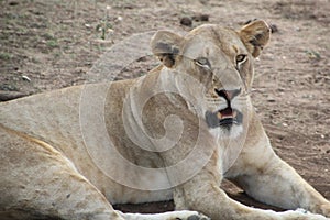 Lion relaxing