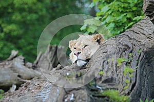 Lion resing with head in a log