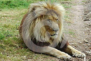 Lion resting photo