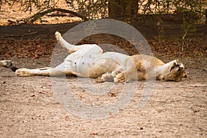 Lion resting