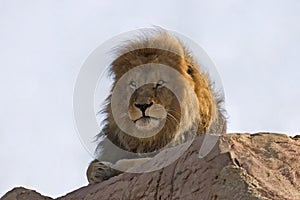 Lion resting