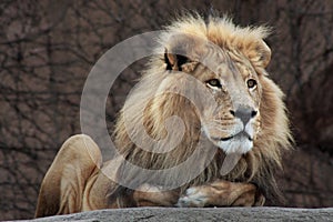 Lion Resting