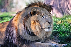 Lion resting photo