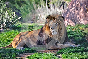 Lion resting