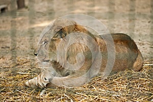 Lion resting in aviary in zoo