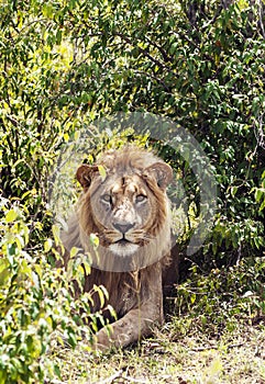 Lion resting