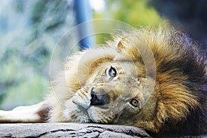 Lion Resting Head on Rock