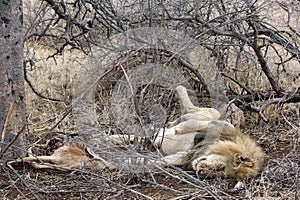 Lion Resting on His Back