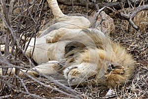 Lion Resting on His Back