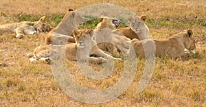 A lion resting in the late afternoon sun