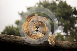 Lion resting on a log