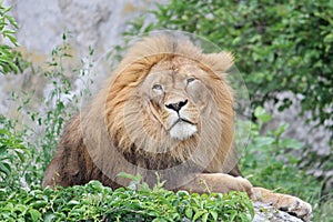 Lion is resting lying on the rocks