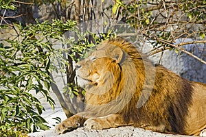 Lion resting panthera leo