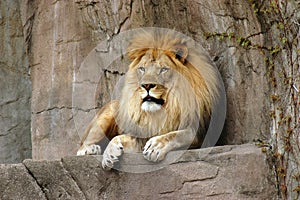 Lion resting on a rock ledge at Brookfield zoo photo