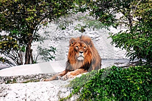 Lion resting on the rock