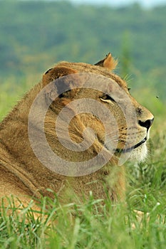 Lion resting in safari park in South Africa