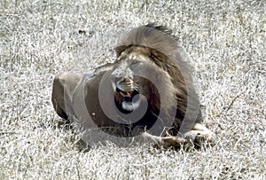 Lion resting on the savanna