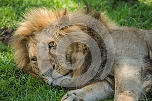 Lion resting
