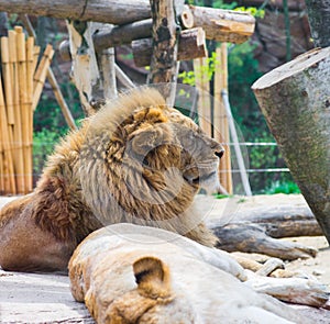 Lion resting by a sleeping Lioness in Everland, Korea