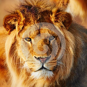 Lion resting in the sun