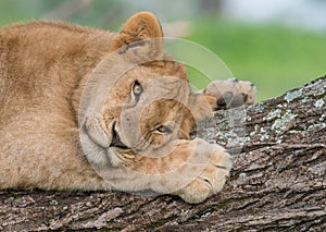 Lion resting on tree