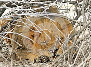 A lion resting under a thick bush
