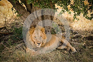 Lion resting under tree shade at Masai Mara National Reserve Kenya