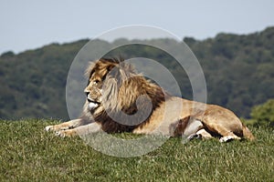 Lion rests