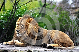 Lion rests