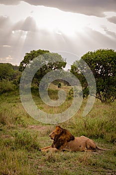 Lion rests, as it watches in the Masaai Mara Reserve in Kenya, Africa