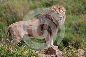 A lion rests in the savannah