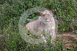 A lion rests in the savannah