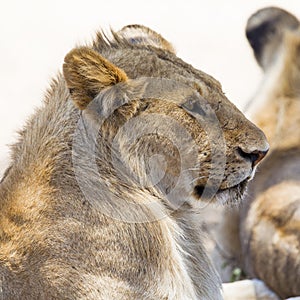 Lion rests in Serengeti