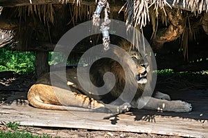 A lion rests in the shade under a shelter