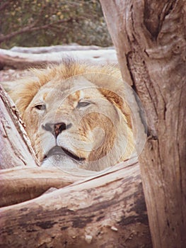 A lion rests on a tree bark with content expression