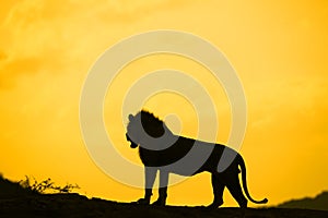 Lion on Ridge, at Dusk