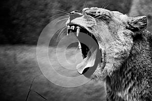 Lion roar