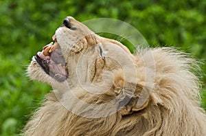 Lion Roar