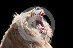 Lion roar