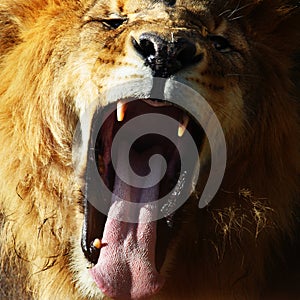 Lion roar