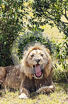 Lion roaring