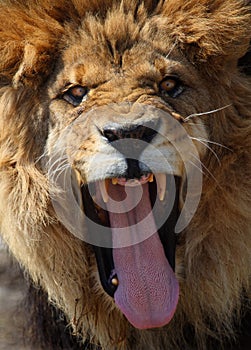 Lion roaring