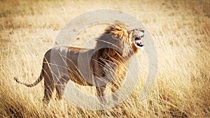 Lion Roaring in Kenya Africa